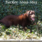 Tucker Koroly 2009-2015